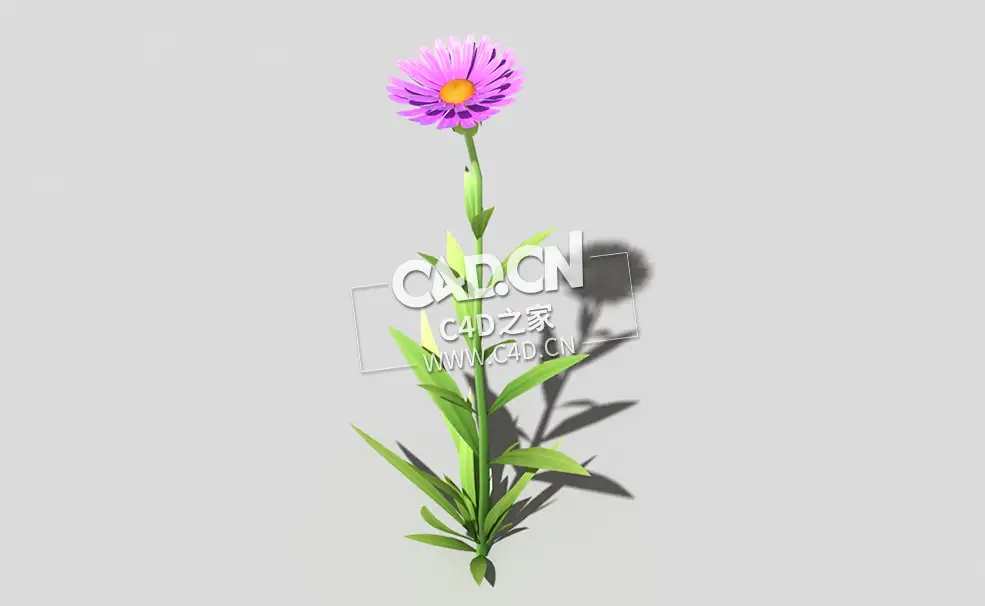 紫色野菊花花卉植物C4D模型 common-flower-d3 3d model