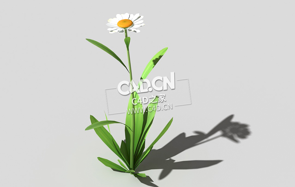 雏菊马兰头花延命菊春菊太阳菊花卉植物C4D模型 daisy-e 3d model