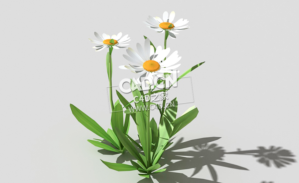 雏菊马兰头花延命菊春菊太阳菊花卉植物C4D模型 daisy-f 3d model