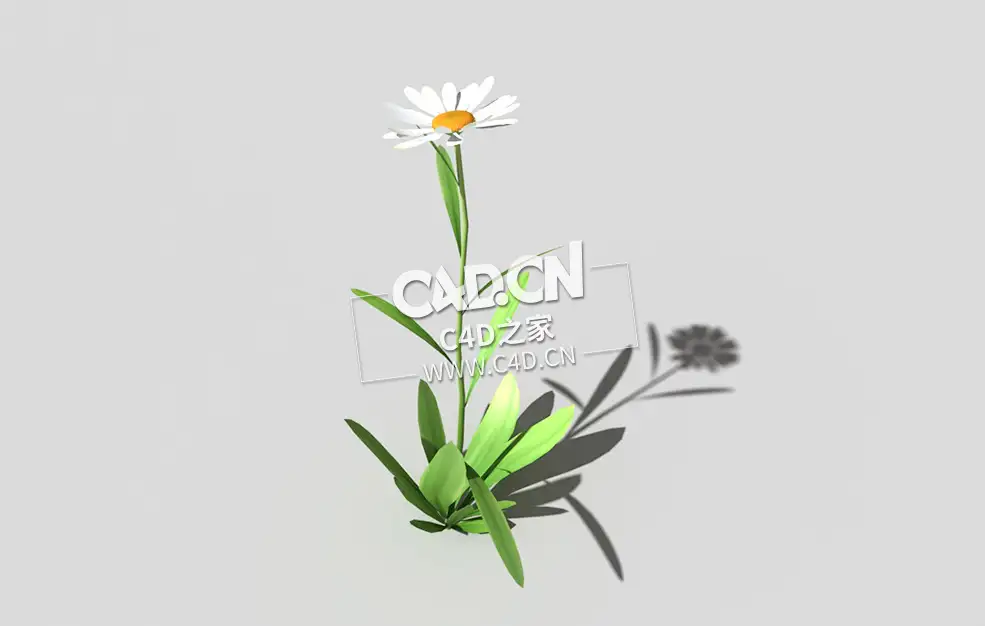 雏菊马兰头花延命菊春菊太阳菊花卉植物C4D模型 daisy-d 3d model