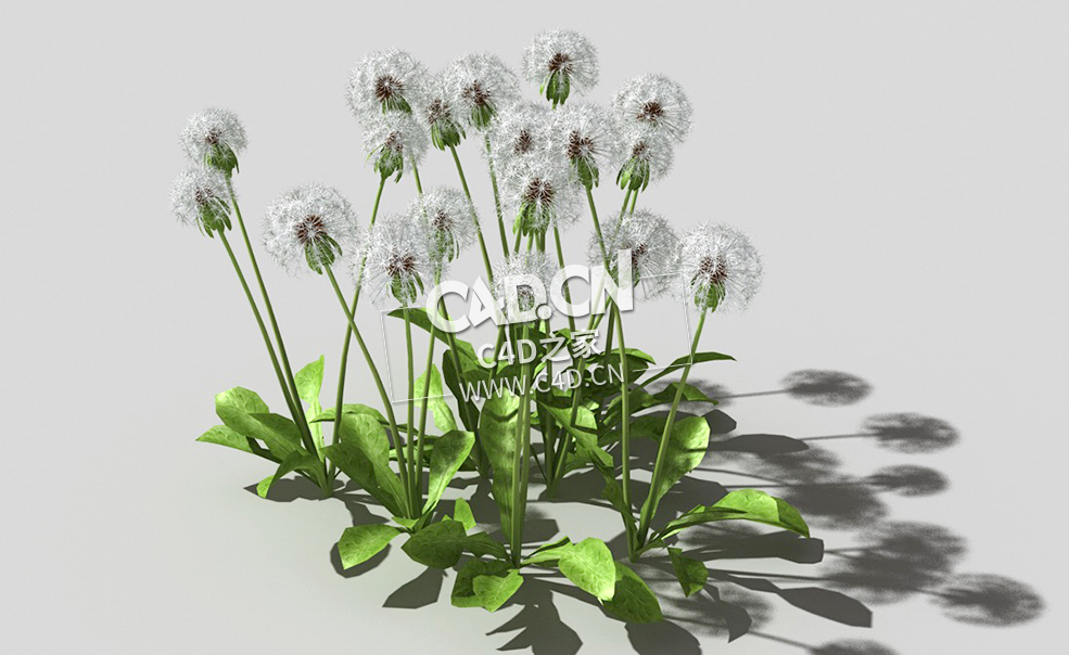雪白的成熟蒲公英植物C4D模型 dandelion-a3 3d model