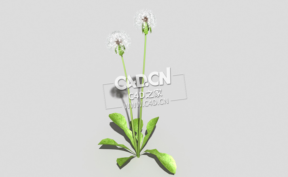 雪白的成熟蒲公英植物C4D模型 dandelion-a4 3d model