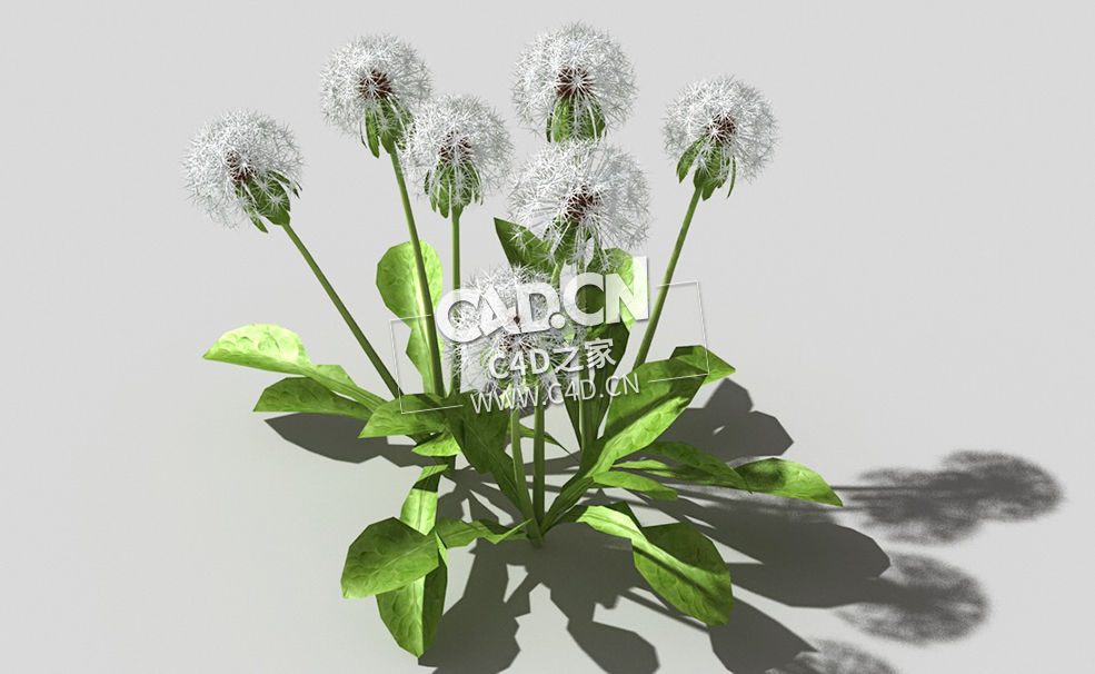 雪白的成熟蒲公英植物C4D模型 dandelion-a1 3d model - C4D之家 - 63dandelion-a1-01.jpg