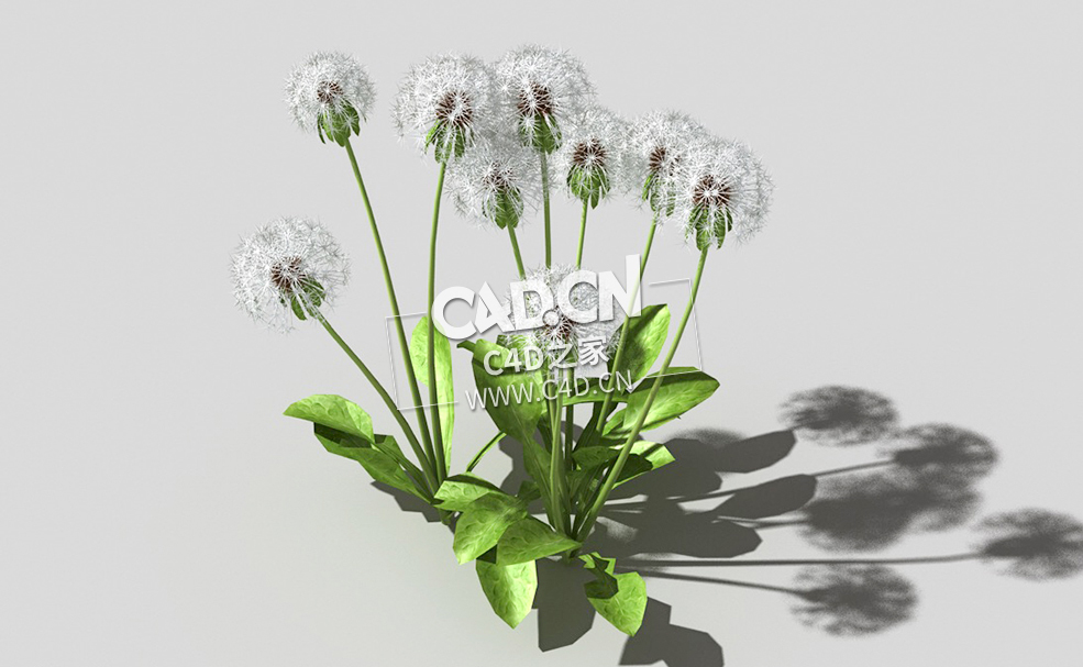 雪白的成熟蒲公英植物C4D模型 dandelion-a2 3d model