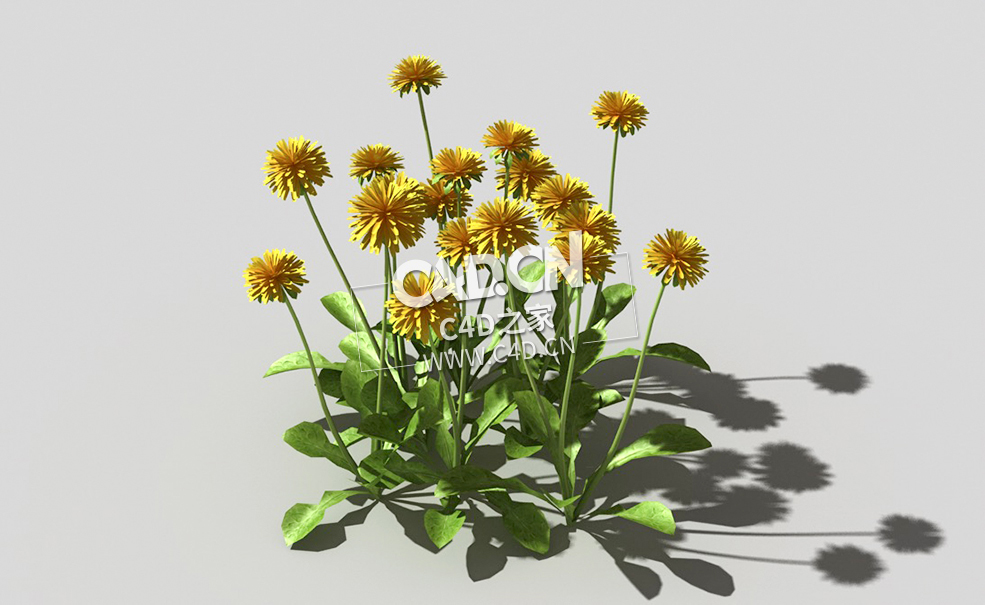 开花的蒲公英植物C4D模型 dandelion-b1 3d model