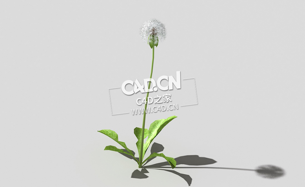 雪白的成熟蒲公英植物C4D模型 dandelion-a5 3d model