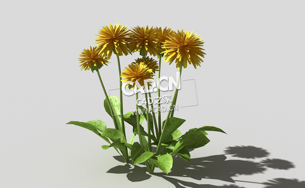 开花的蒲公英植物C4D模型 dandelion-b2 3d model