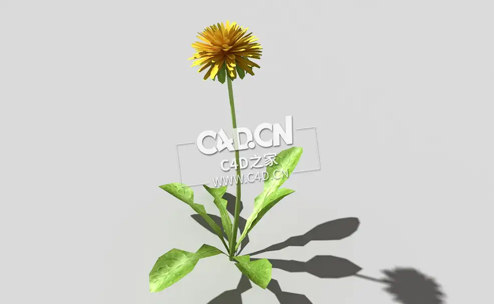 开花的蒲公英植物C4D模型 dandelion-b5 3d model