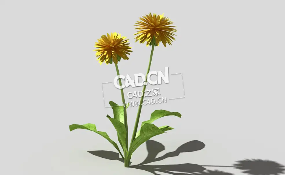开花的蒲公英植物C4D模型 dandelion-b4 3d model