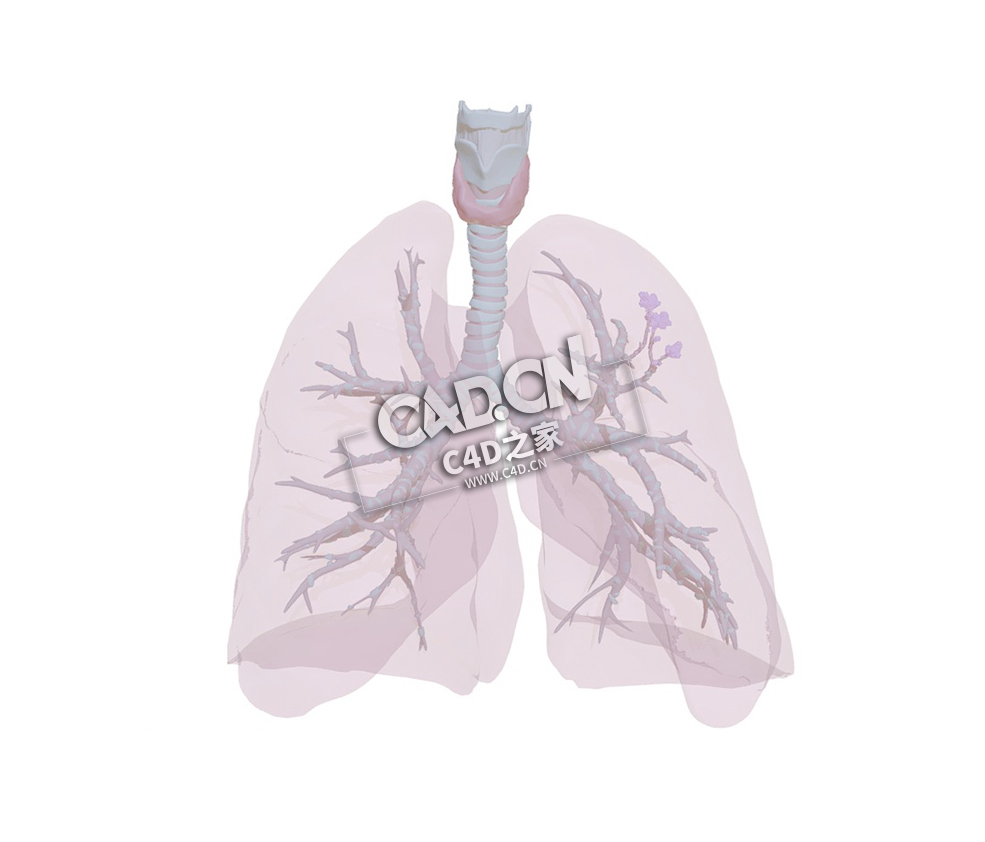 人体肺部呼吸道气道解剖C4D模型下载 Anatomy of the airways - C4D之家 - 01.jpg