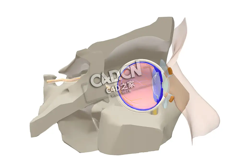 眼睛解剖切片C4D模型下载 Anatomy of the Eye