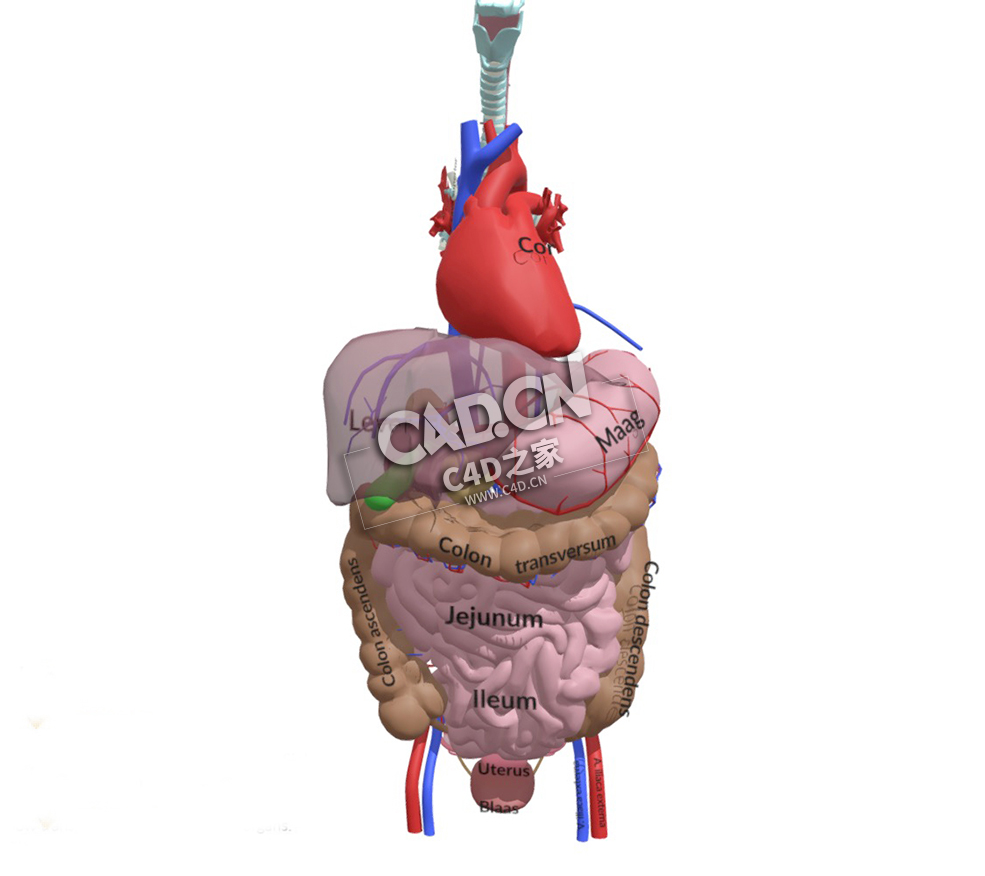 人体腹部脏器官大肠心肺血官胃部内脏C4D模型下载 Abdomen Anatomy