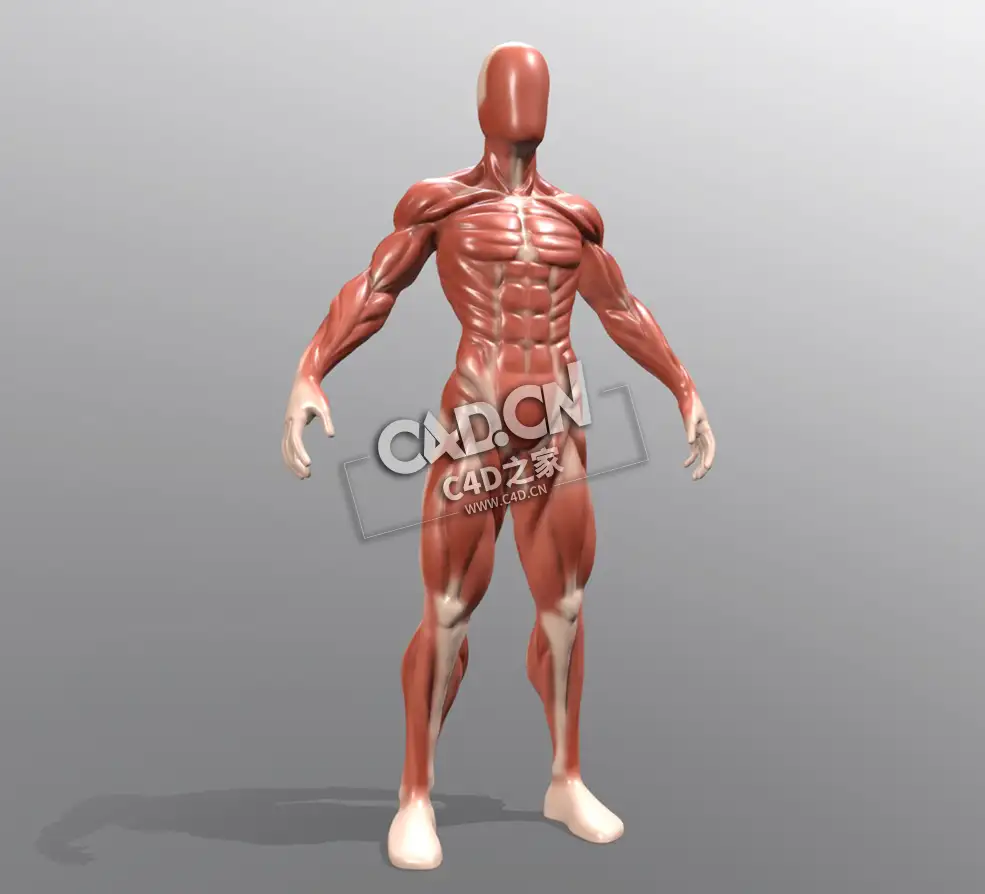卡通肌肉男性人物C4D模型下载 Chloe Franck - Anatomy