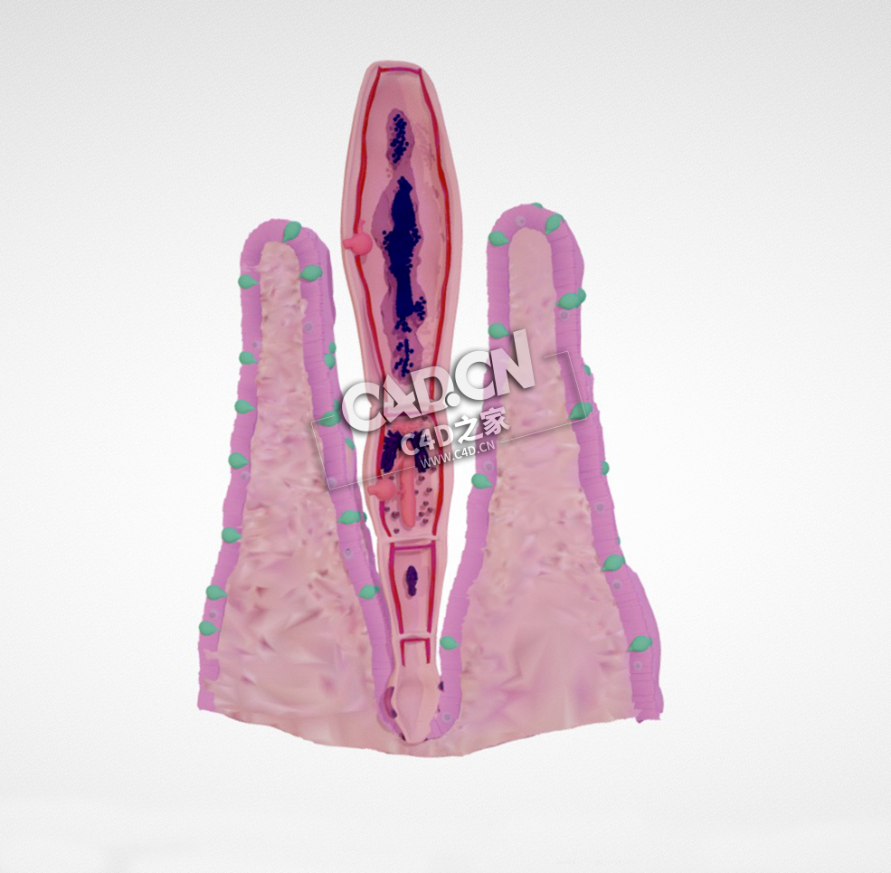肠道寄生虫成虫细粒绦虫C4D模型下载 Adult E. granulosus tapeworm & attachment - C4D之家 - 09.jpg