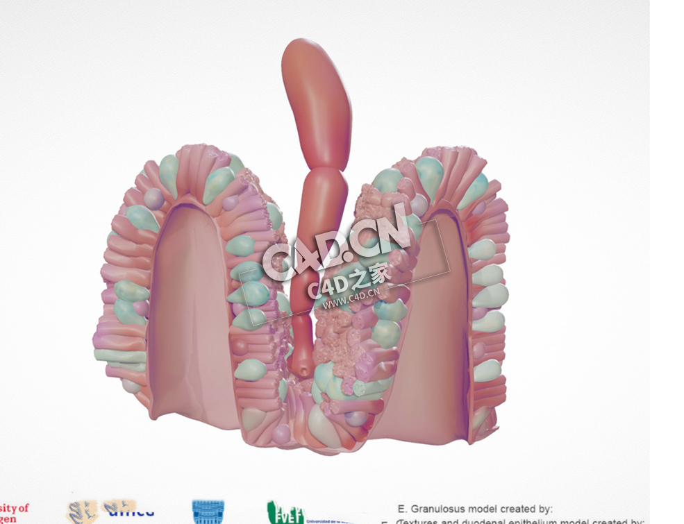 成年粒状棘球绦虫C4D模型下载 Adult Echinococcus Granulosus - C4D之家 - 10.jpg