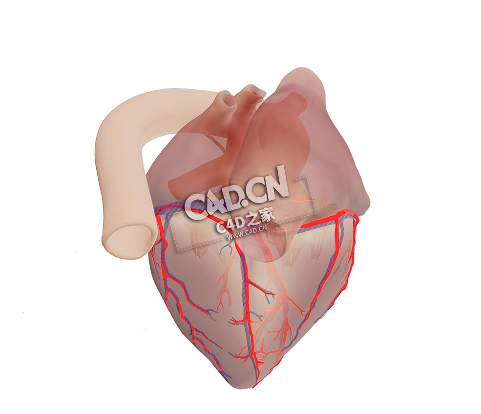 解剖型左心房C4D模型下载 Anatomical heart - left dominance - C4D之家 - 13.jpg