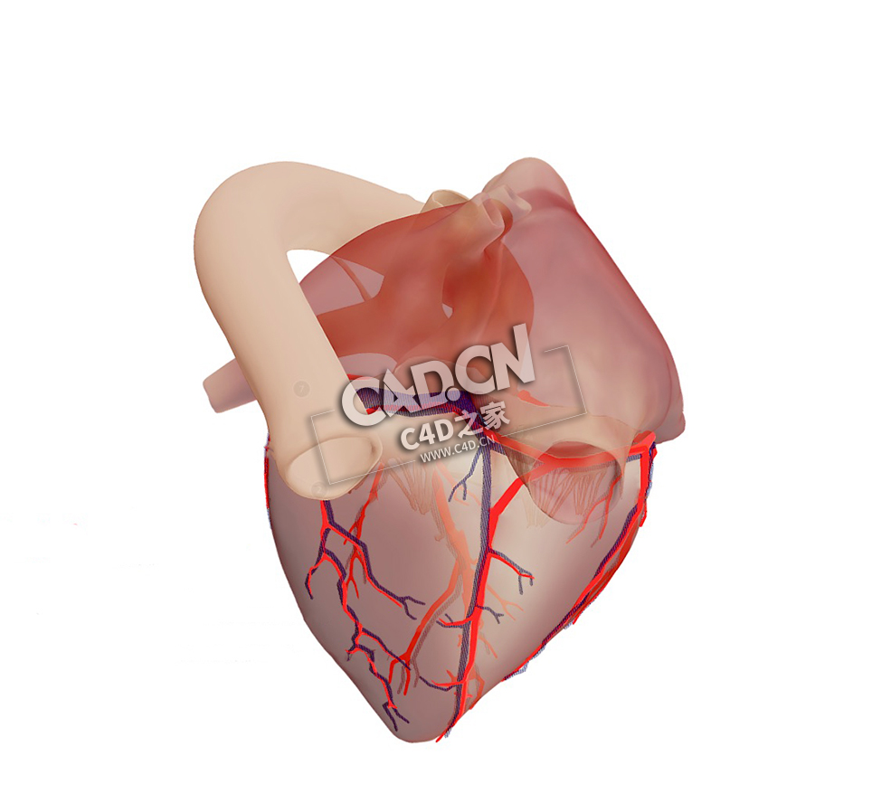 解剖型右心室C4D模型下载 Anatomical Heart - Right Dominance - C4D之家 - 14.jpg
