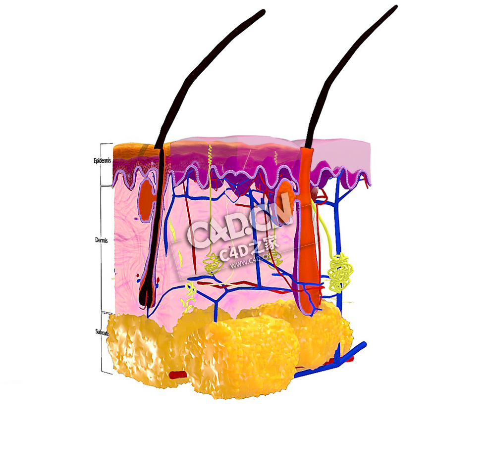 皮肤解剖皮肤组织C4D模型下载 Anatomie van de huid