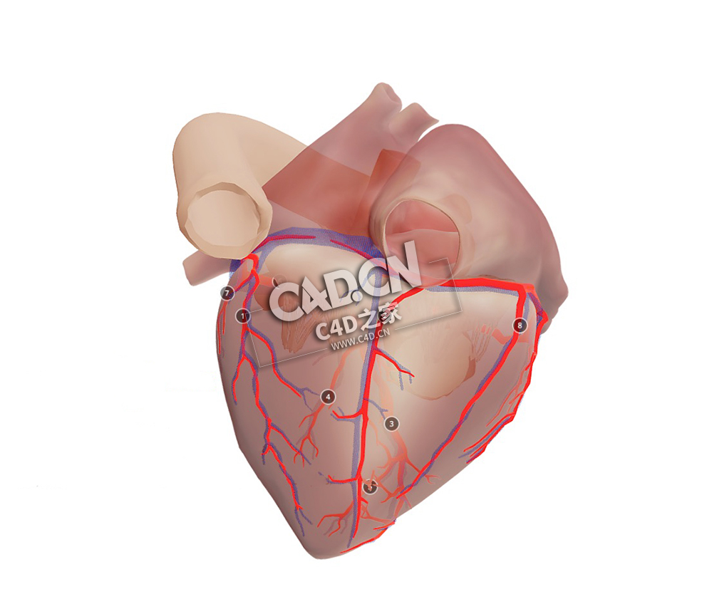解剖心脏C4D模型下载 Anatomical heart - codominance - C4D之家 - 12.jpg