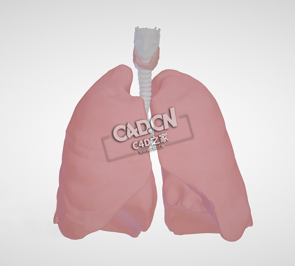 人体器官肺部气道C4D模型下载 Anatomy of the airways (opaque lungs) - C4D之家 - 17.jpg