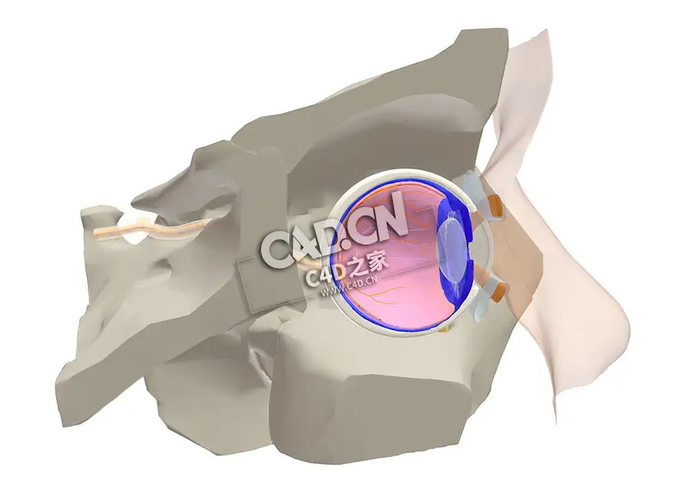 眼睛解剖C4D模型下载 Anatomy of the Eye -excl chambers, vitreous body