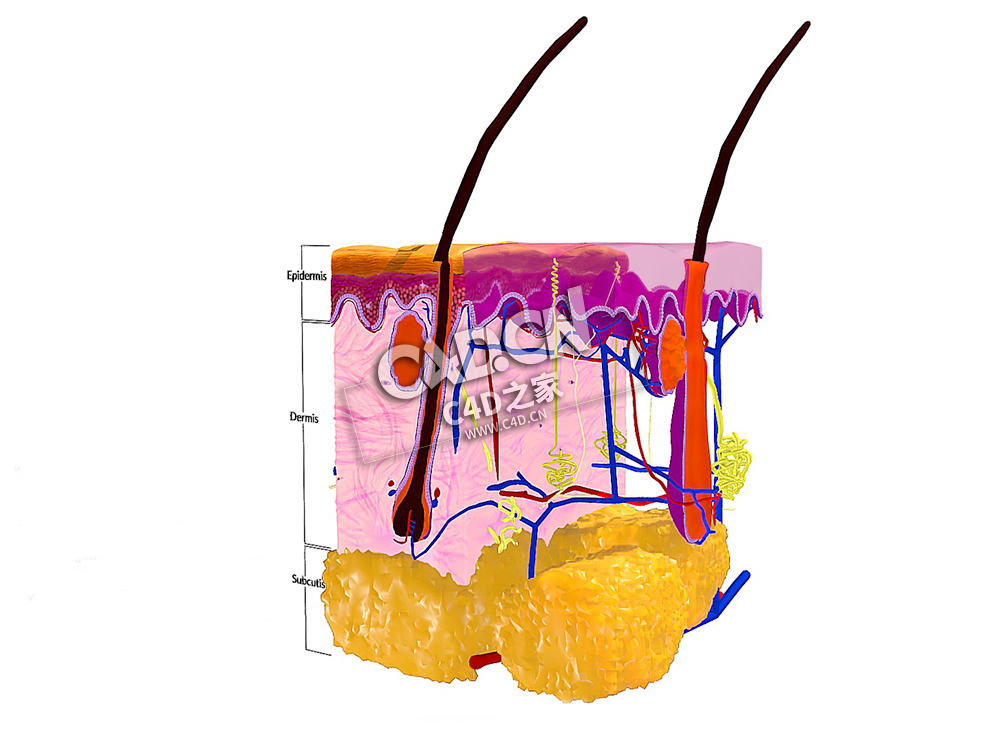 人体皮肤组织C4D模型下载 Anatomy of the skin - C4D之家 - 19.jpg