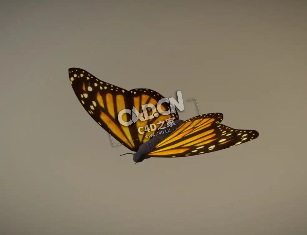 蝴蝶C4D模型下载 Butterfly-2
