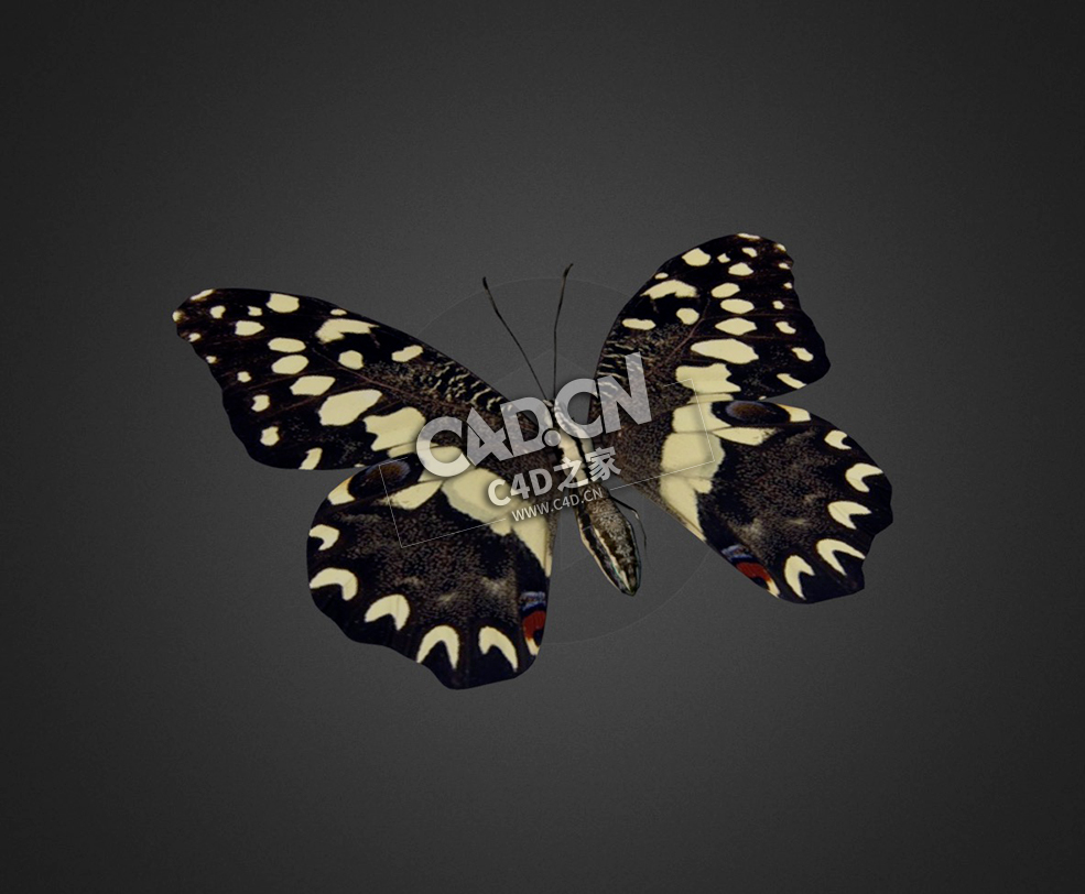 蝴蝶C4D模型下载 Butterfly-3