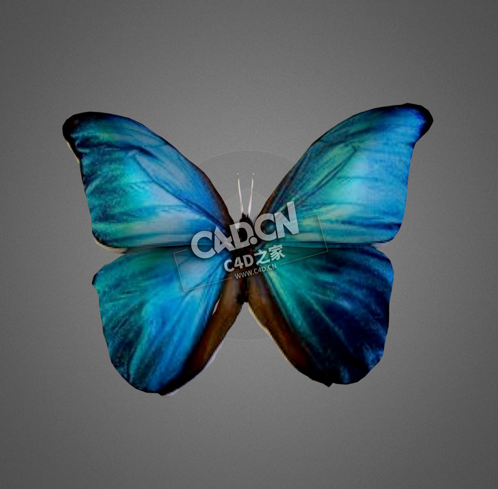 蝴蝶C4D模型下载 Butterfly-6