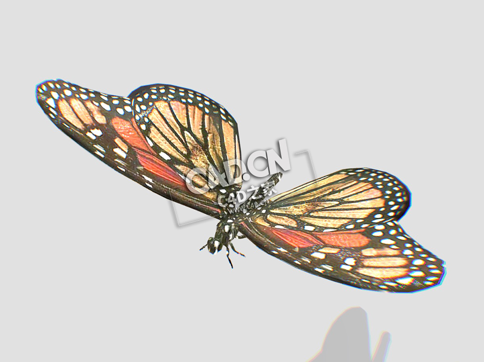 蝴蝶C4D模型下载 Butterfly-4