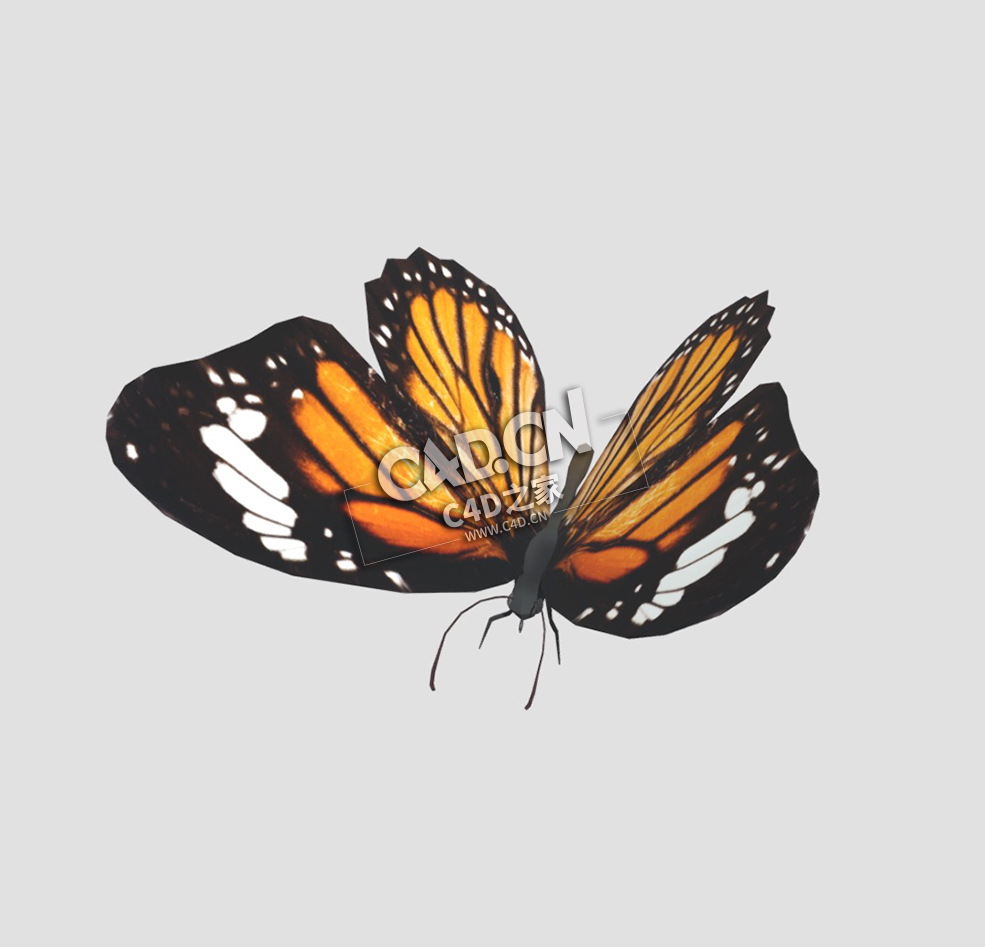 蝴蝶C4D模型下载 Butterfly-7