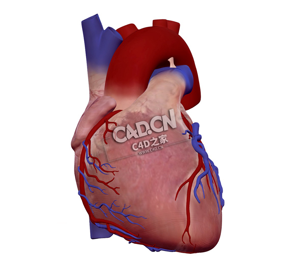 心脏解剖人类心脏外观C4D模型下载 Cardiac Anatomy-External view of human heart