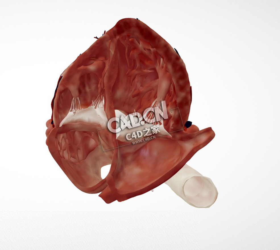 心脏解剖心尖四腔切面C4D模型下载 Cardiac Anatomy-Apical 4 Chamber Echo Plane