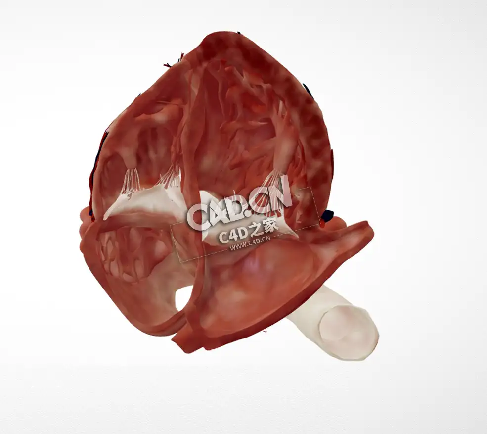 心脏解剖心尖四腔切面C4D模型下载 Cardiac Anatomy-Apical 4 Chamber Echo Plane - C4D之家 - 40.jpg