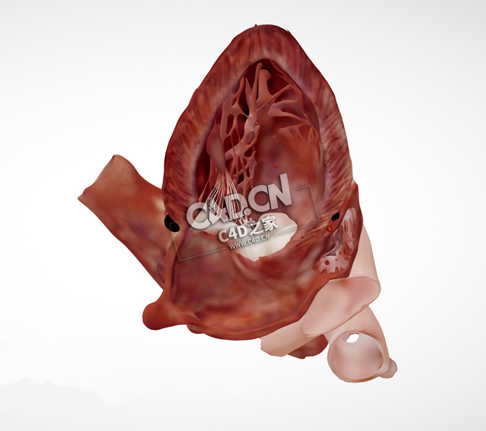 心脏解剖心尖二腔切面C4D模型下载 Cardiac Anatomy-Apical 2 Chamber Echo Plane