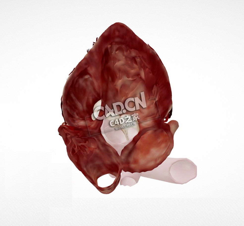 心脏解剖心尖五腔切面C4D模型下载 Cardiac Anatomy-Apical 5 Chamber Echo Plane