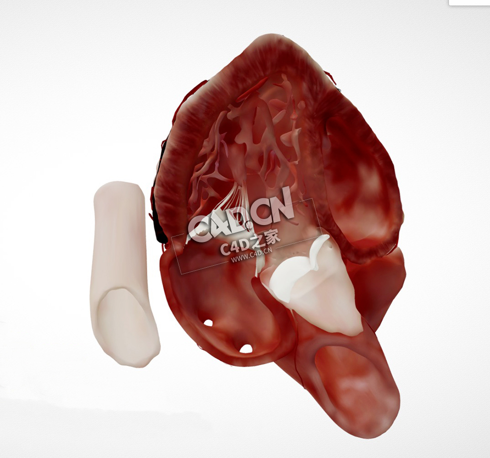 心脏解剖心尖三腔切面C4D模型下载 Cardiac Anatomy-Apical 3 Chamber Echo Plane