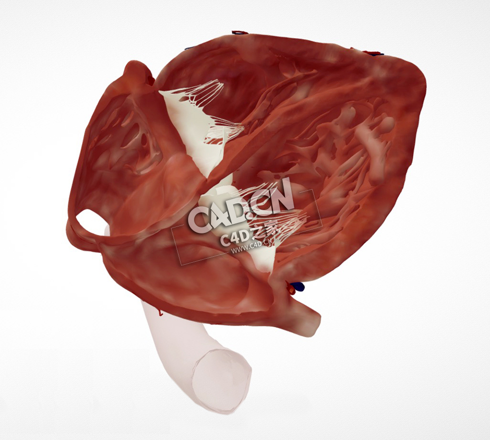 心脏解剖肋下C4D模型下载 Cardiac Anatomy-Subcostal 4 Chamber Echo Plane - C4D之家 - 44.jpg