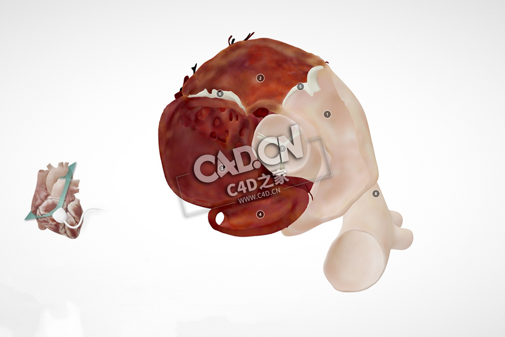 心脏解剖C4D模型下载 Cardiac Anatomy-PSAX Copy - C4D之家 - 43.jpg