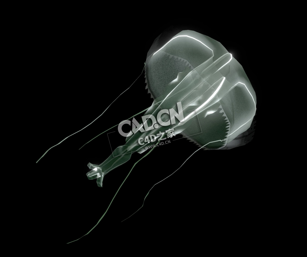 水母动画C4D模型下载 Liriope Jellyfish (Trachymedusae)