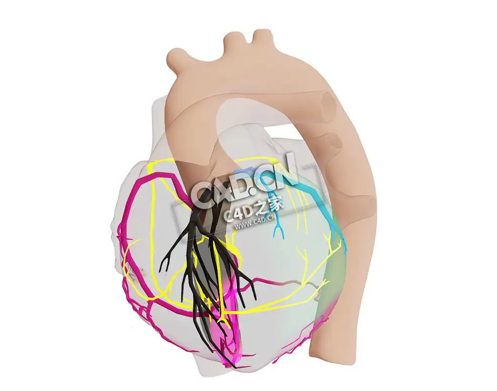 心脏中段梗死C4D模型下载 Mid LAD Infarct - C4D之家 - 59.jpg