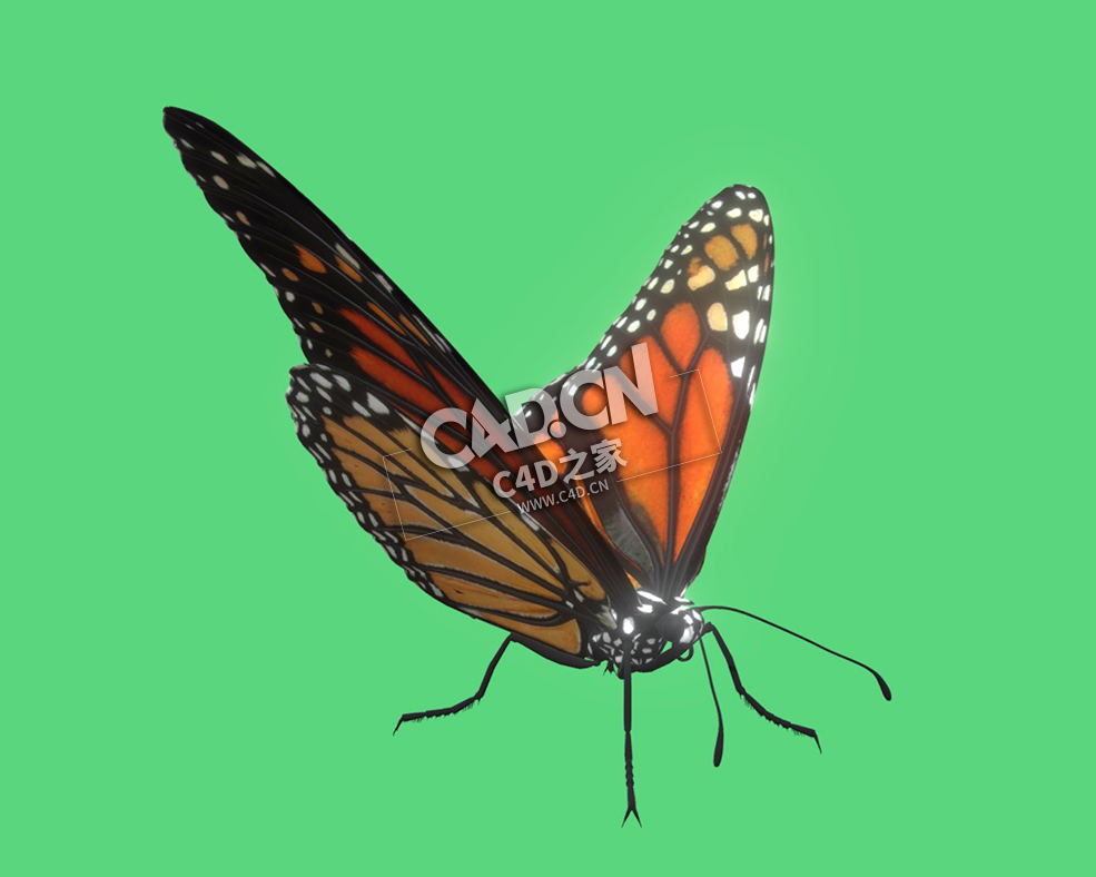 帝王蝶C4D模型下载 Monarch Butterfly-2