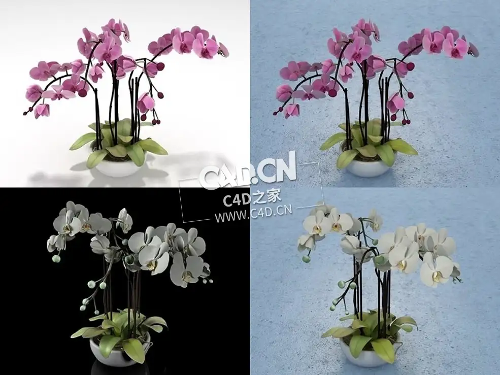 蝴蝶兰花卉C4D模型orchid - C4D之家 - 40.jpg