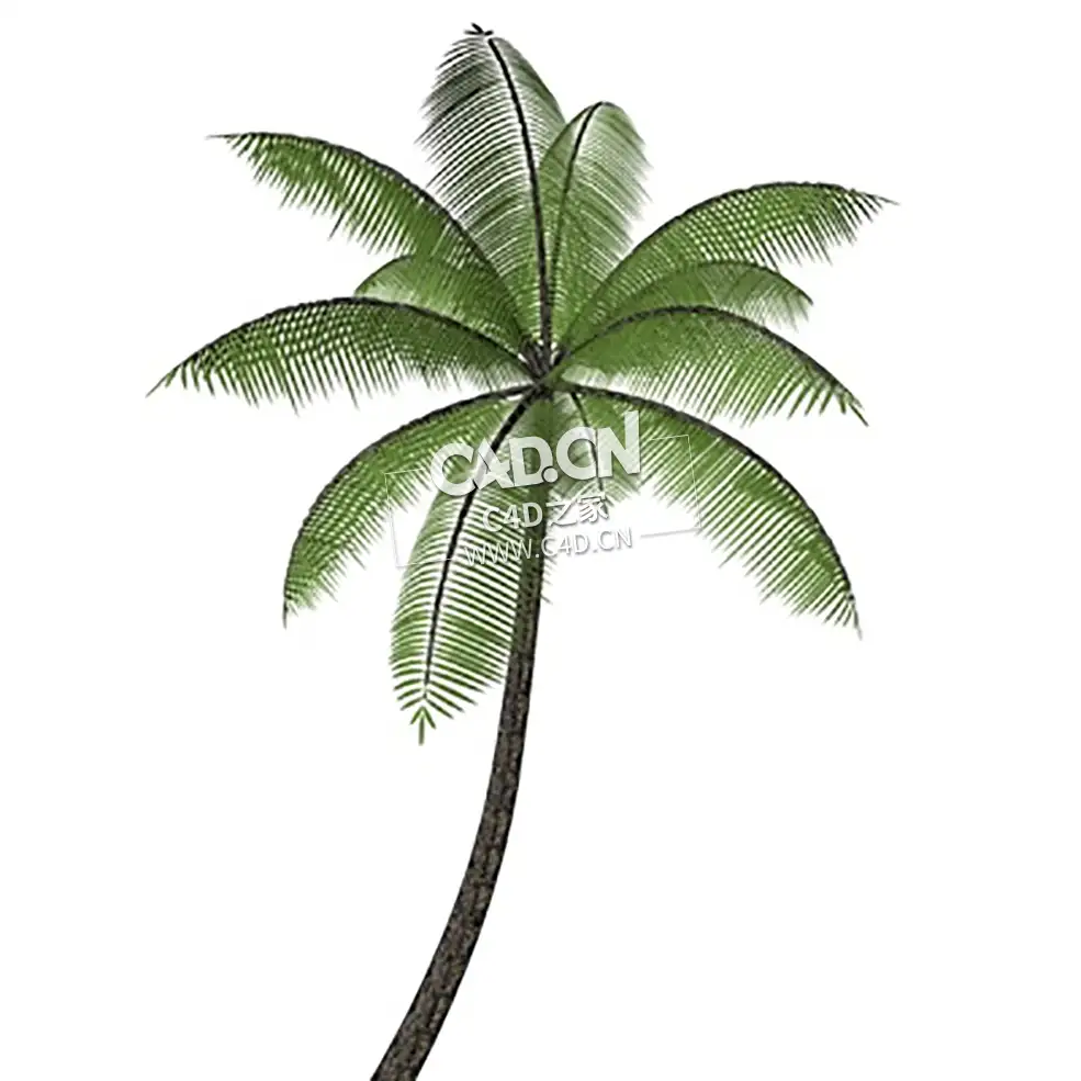 棕榈树C4D模型palmtree