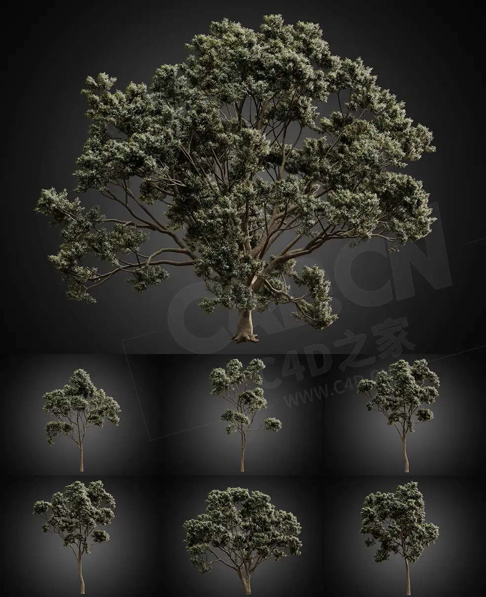 7棵大树树木C4D模型 CGHelios – HeliosVegetation Vol.2