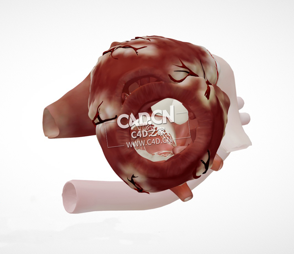 胸骨旁短轴心尖的心脏解剖C4D模型 Cardiac Anatomy-Parasternal Short Axis Apex