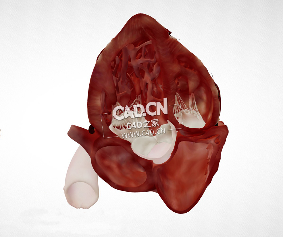心脏解剖另一半心尖5腔C4D模型 Cardiac Anatomy-Other Half Apical 5 Chamber - C4D之家 - 3.jpg