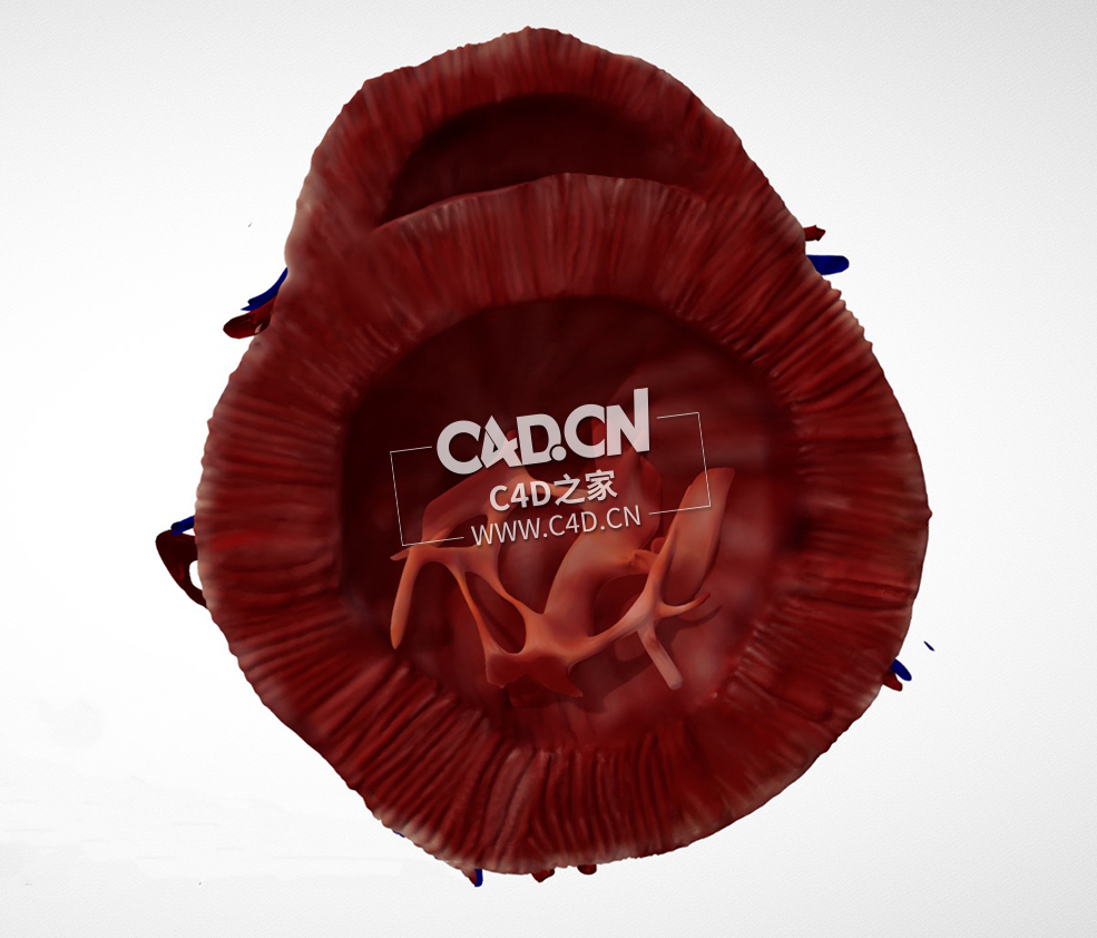 心脏解剖心尖C4D模型 Cardiac Anatomy-Other Half PSAX Apex