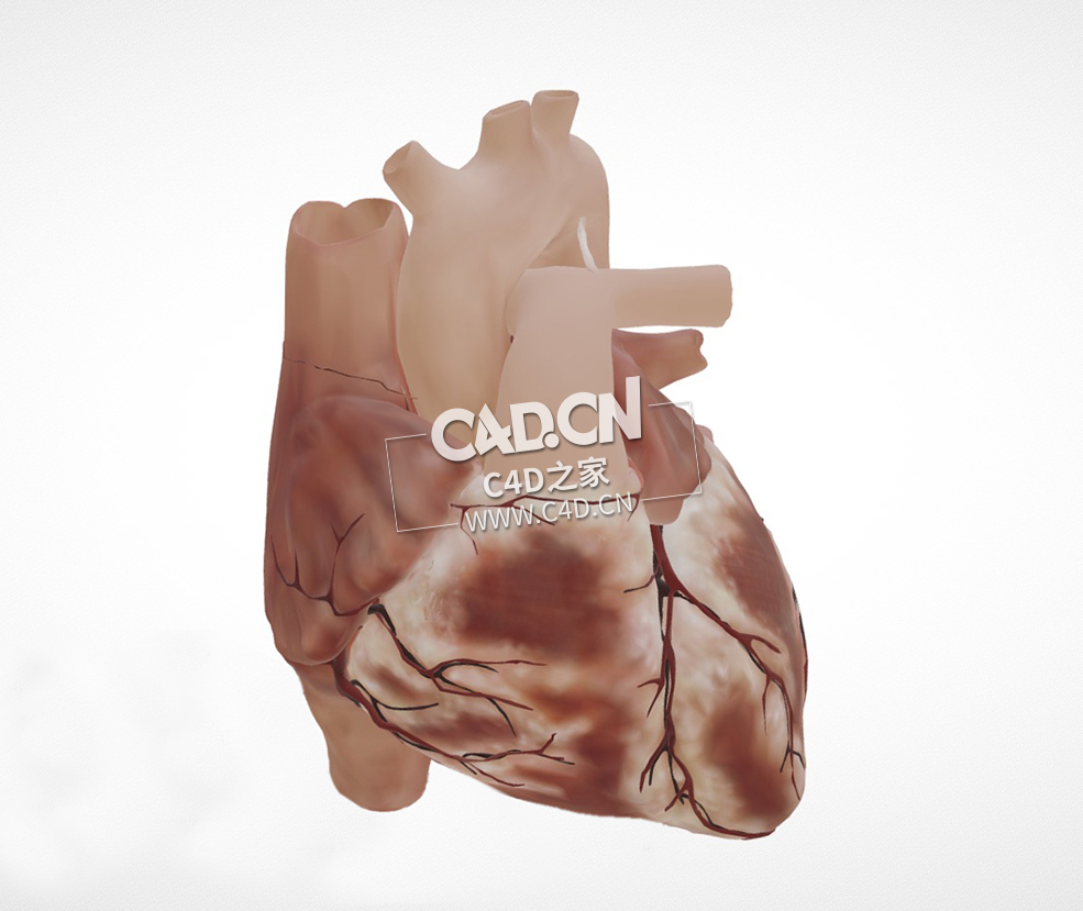 完整心脏C4D模型 Cardiac Anatomy-external view - C4D之家 - 1.jpg