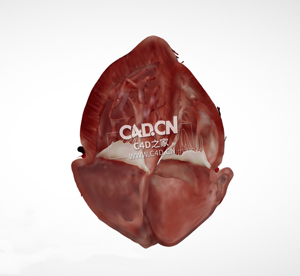 心脏解剖肋下4腔C4D模型 Cardiac Anatomy-Other Half Subcostal 4 Chamber
